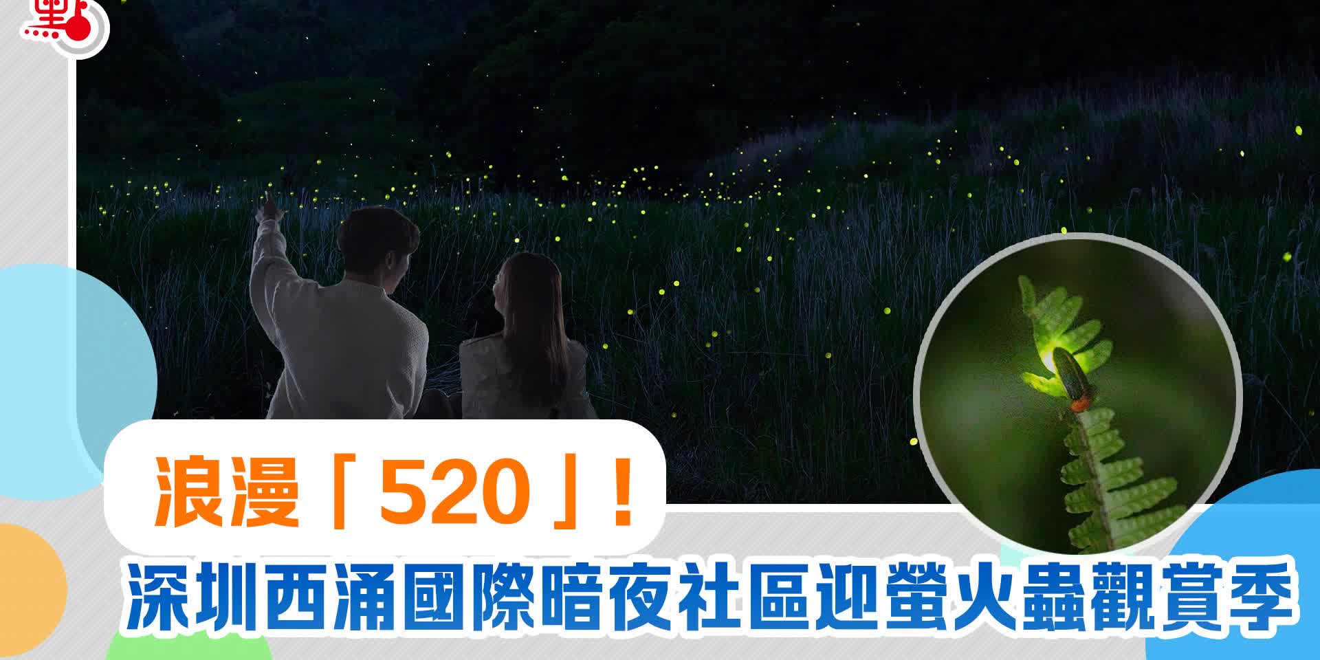 浪漫「520」！深圳西涌國際暗夜社區迎螢火蟲觀賞季