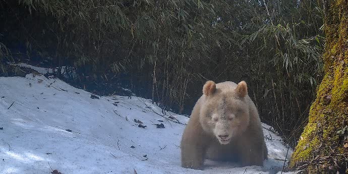 Photos | White giant panda appears in Wolong, Sichuan