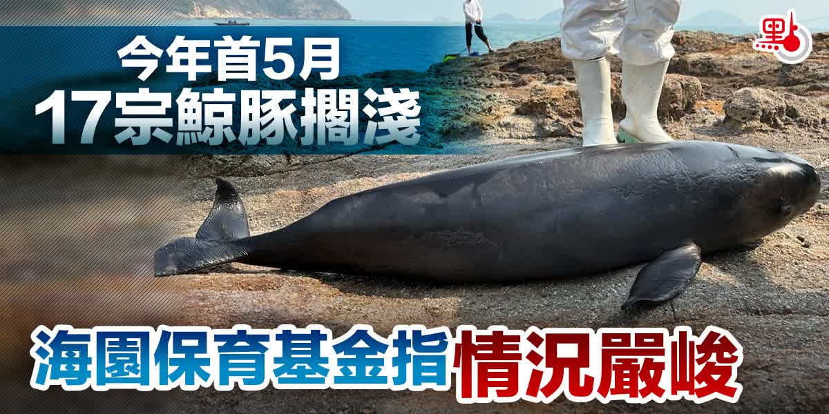 今年首5月17宗鯨豚擱淺　海園保育基金指情況嚴峻