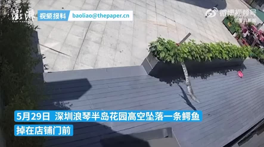 有片）天降大鱷！深圳1米長鱷魚從20樓高墮地地板彈飛- 兩岸- 點新聞
