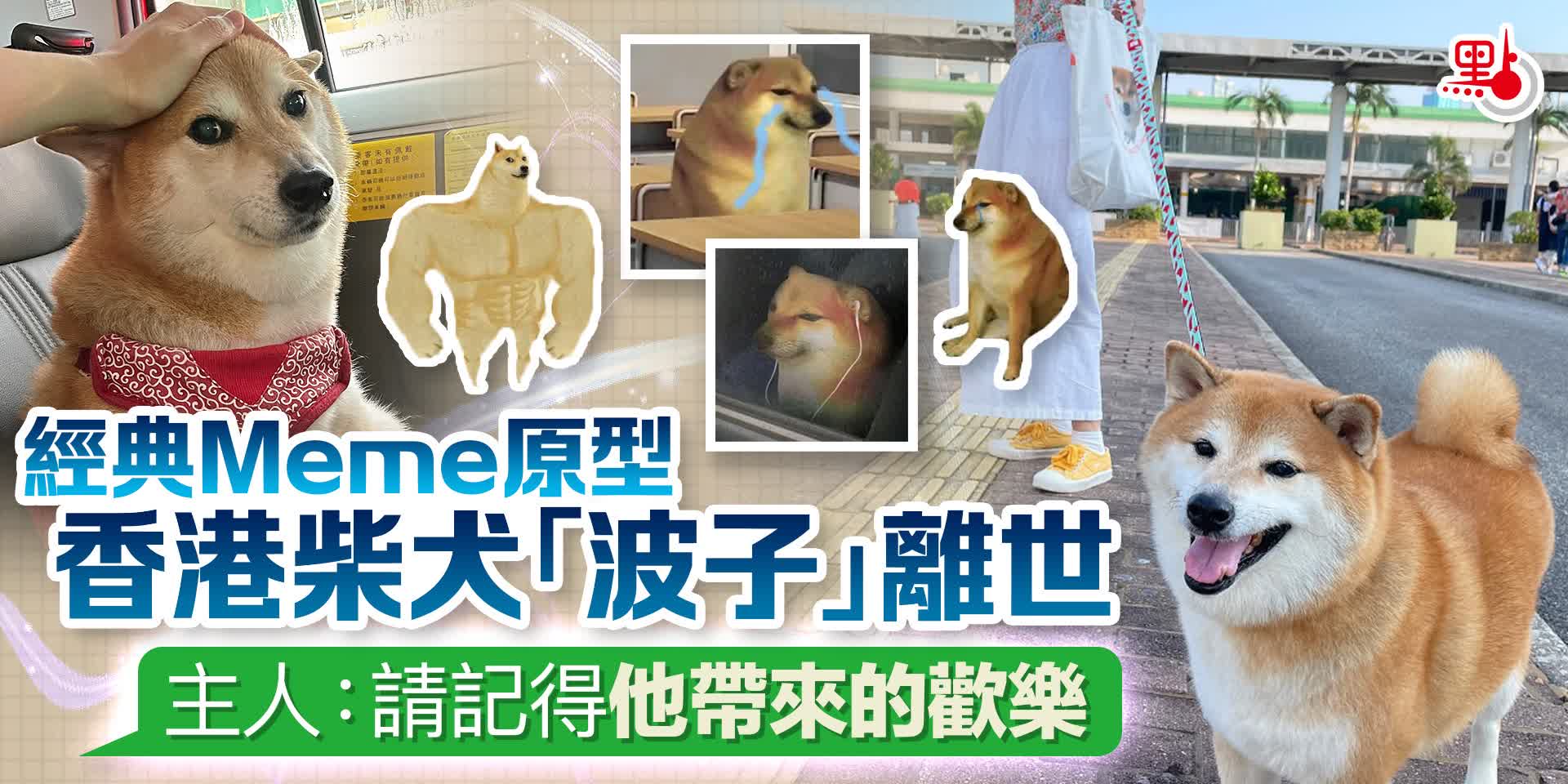 經典Meme原型香港柴犬「波子」離世主人：請記得他帶來的歡樂- 港聞- 點新聞