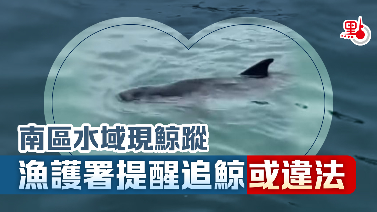 有片）南區水域現鯨蹤漁護署提醒追鯨或違法- 港聞- 點新聞