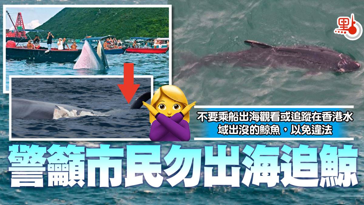 警籲市民勿出海追鯨- 港聞- 點新聞