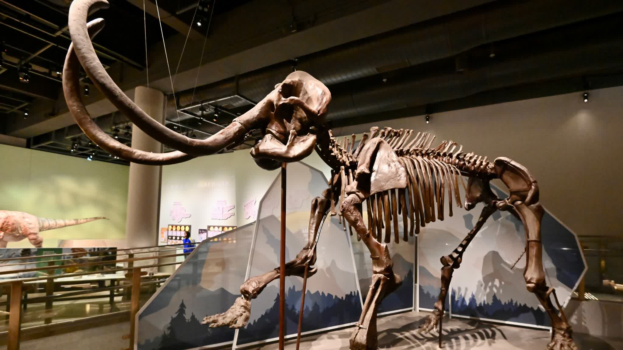 科學館古生物展廳明開放　逾3米高猛獁象化石超罕見