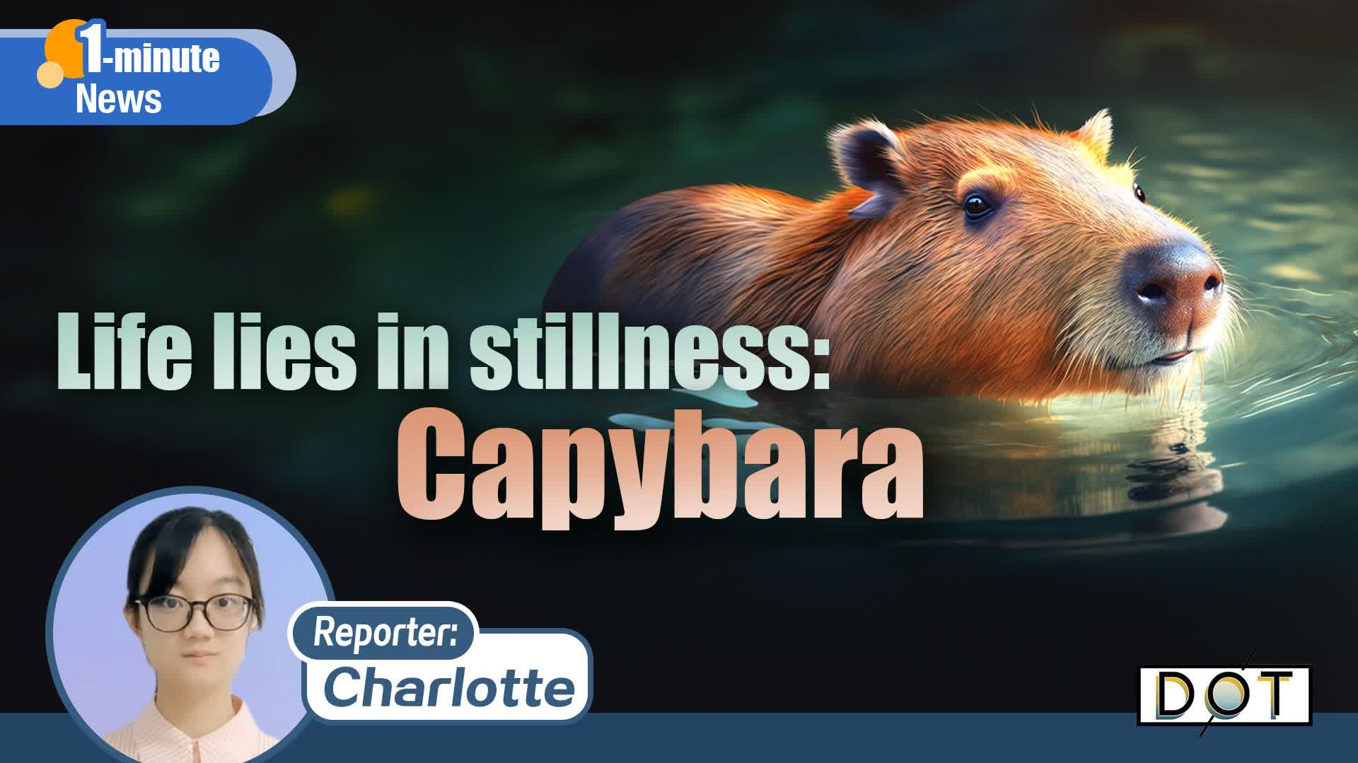 1-minute News | Life lies in stillness: Capybara