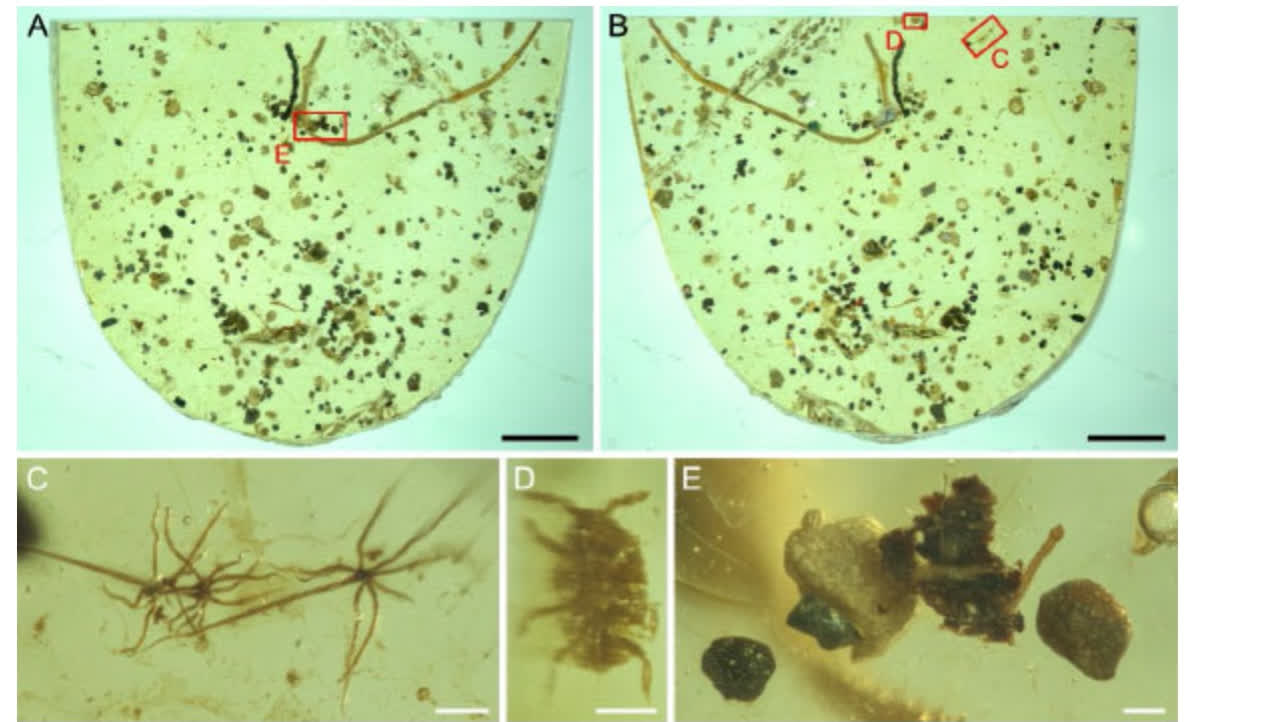 Scientists discover marine worm trapped in Cretaceous amber