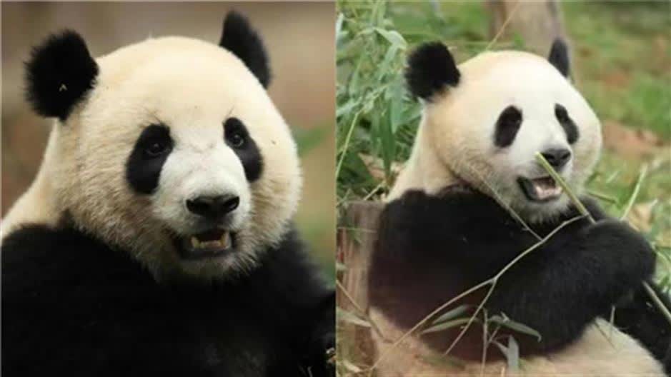 New panda couple sent to Spain on April 29