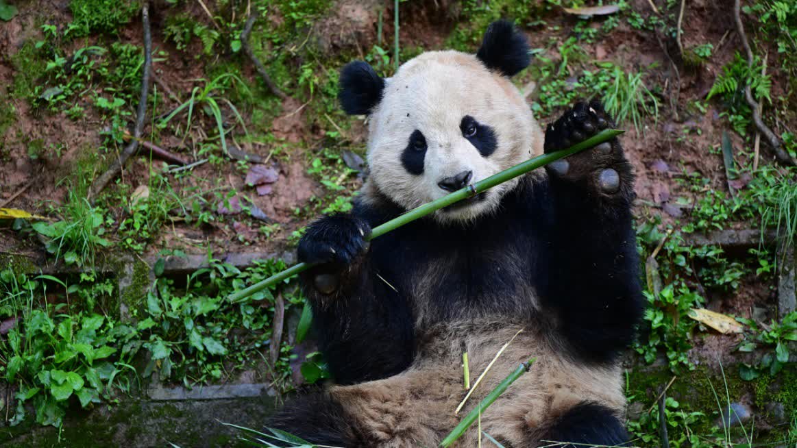Two giant pandas sent to U.S. to start 10-year international giant panda protection cooperation