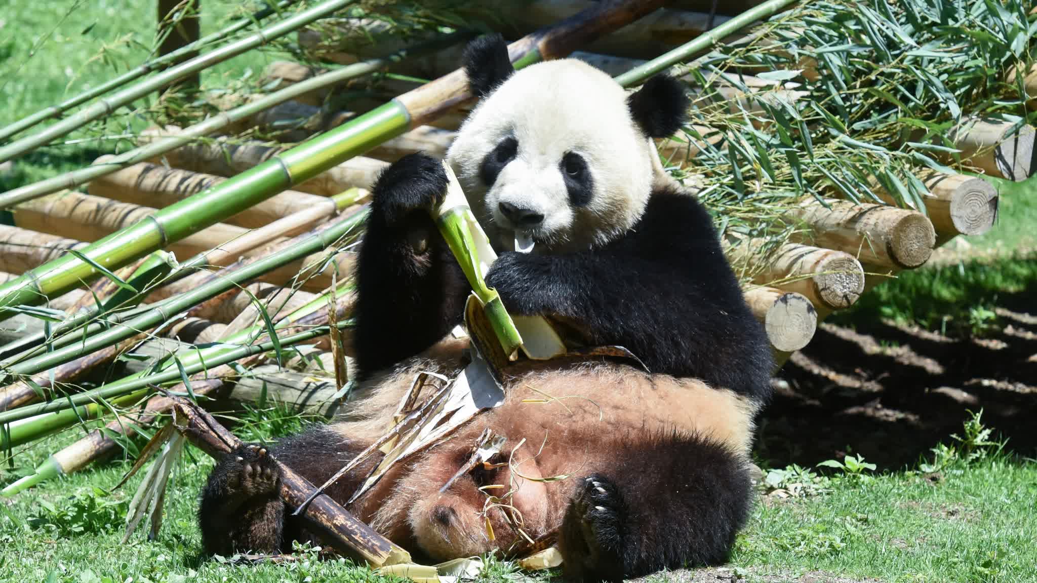 Panda Studies We love pandas! China's first giant panda college in Sichuan Province ...