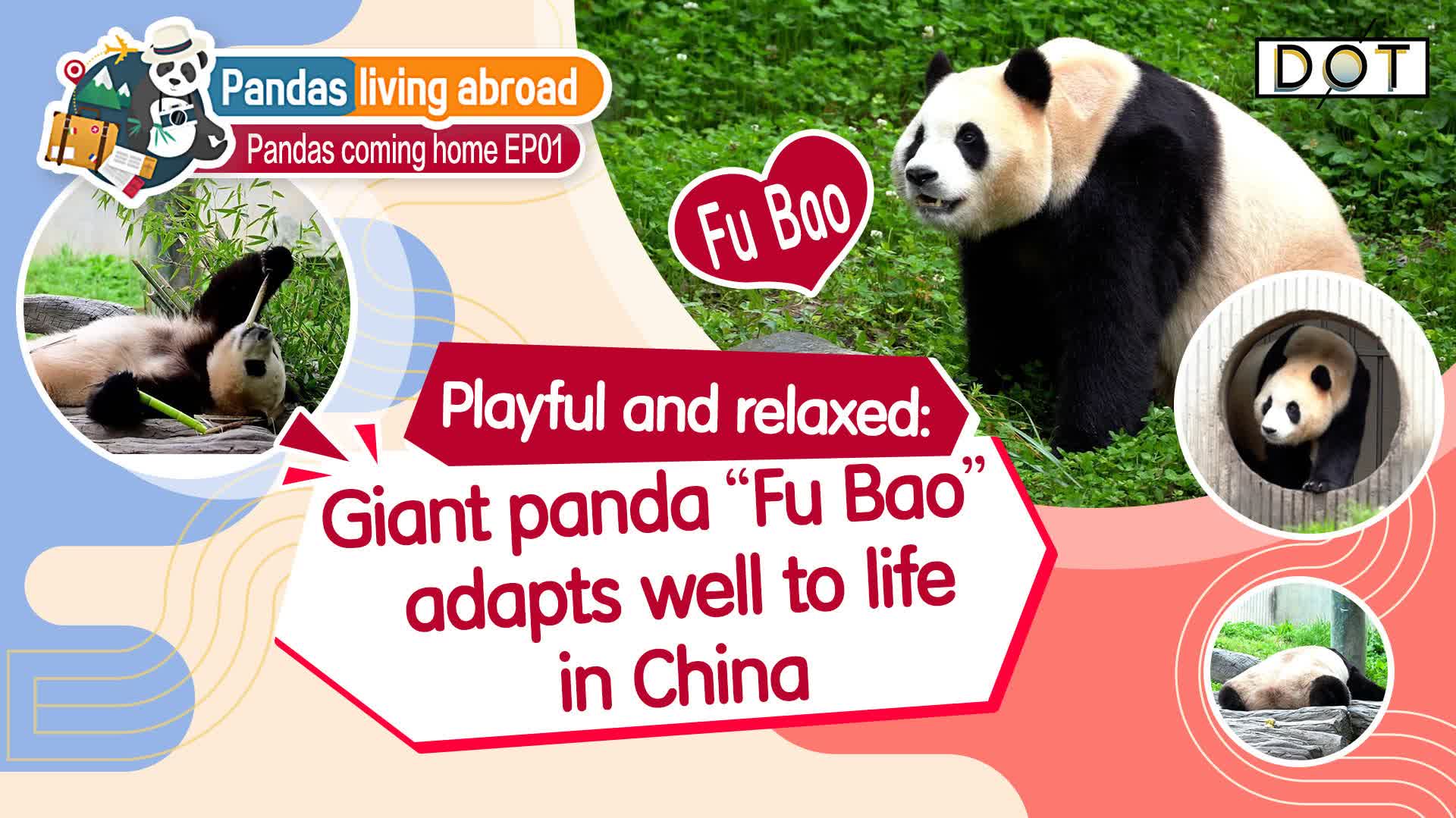 Pandas coming home | Playful and relaxed: Giant panda 'Fu Bao' adapts well to life in China