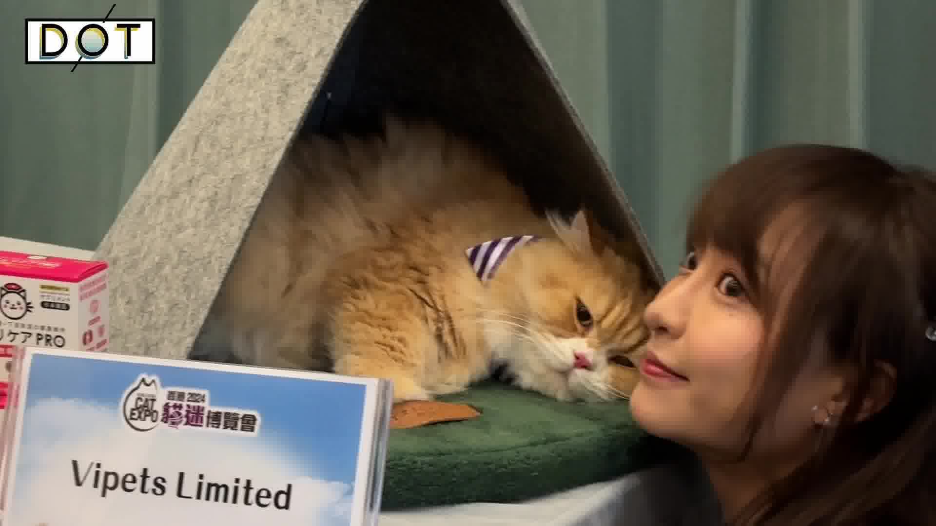 Watch This | Hong Kong Cat Expo 2024: Kitties' got talent