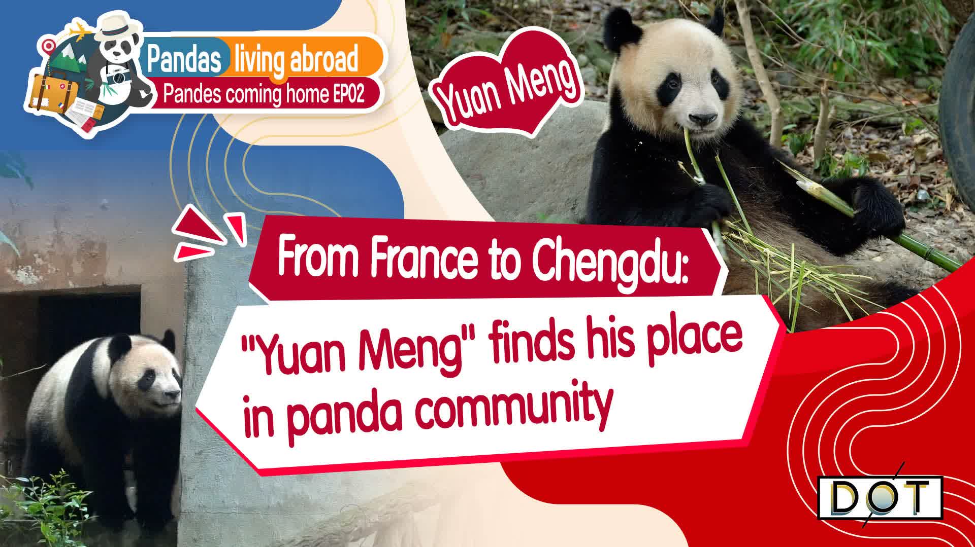 Pandas coming home | From France to Chengdu: Yuanmeng finds his place in panda community