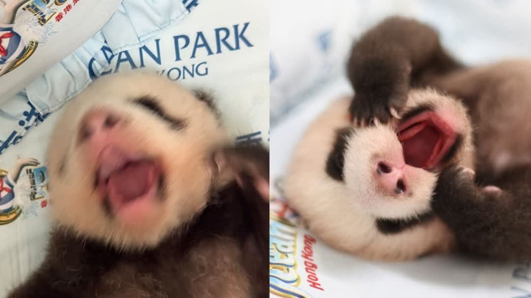 Photos | Secret album of panda cubs! Cure your blue mood