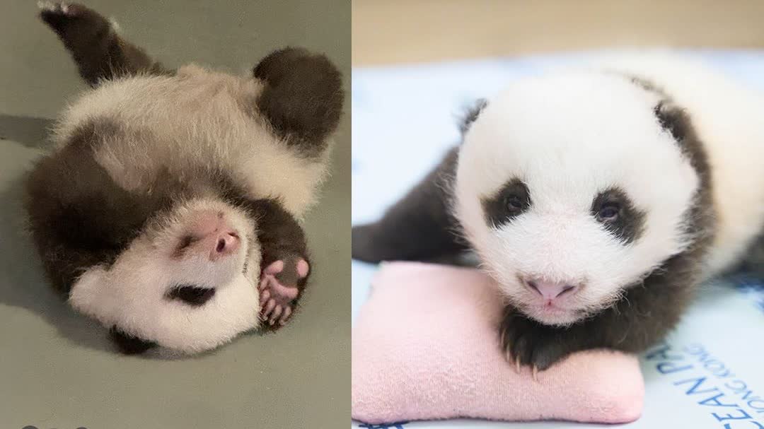 HK's twin panda cubs flourish as they outgrow incubators