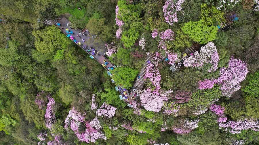 Mount Fanjing in southwest China inscribed in IUCN Green List