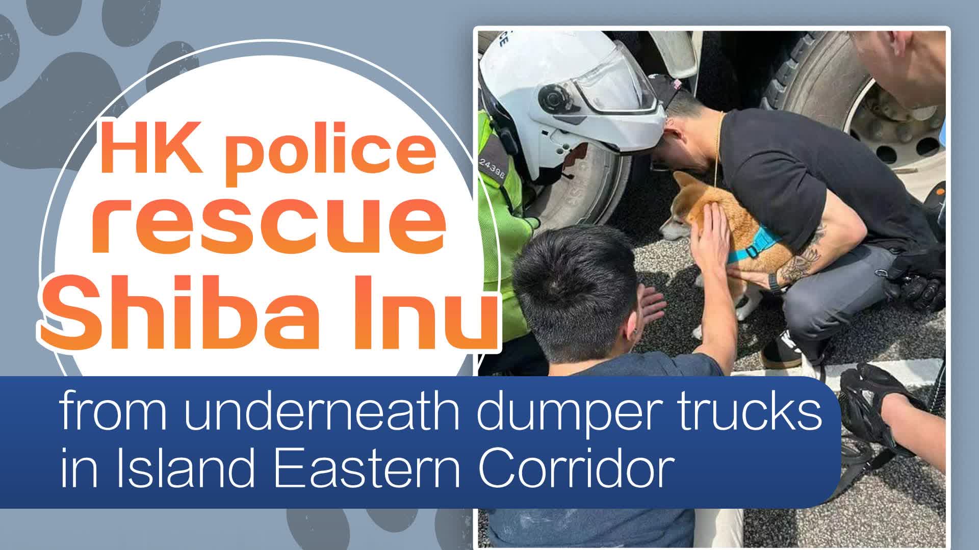 HK police rescue Shiba Inu from underneath dumper trucks in Island Eastern Corridor