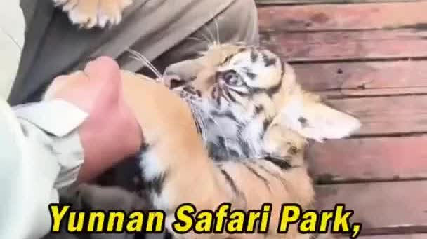 Watch This | Lovely! Baby tiger drinks from bottle