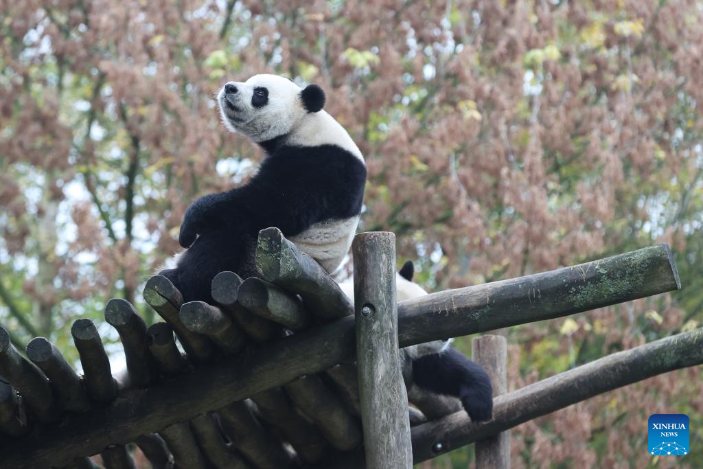 People on Sunday bid farewell to giant panda Tian Bao and twins Bao Di and Bao Mei at the Pairi Daiza zoo as they will return to China on Dec. 10. (Xinhua)