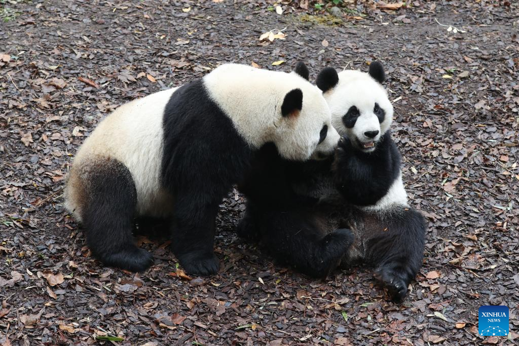 People on Sunday bid farewell to giant panda Tian Bao and twins Bao Di and Bao Mei at the Pairi Daiza zoo as they will return to China on Dec. 10. (Xinhua)