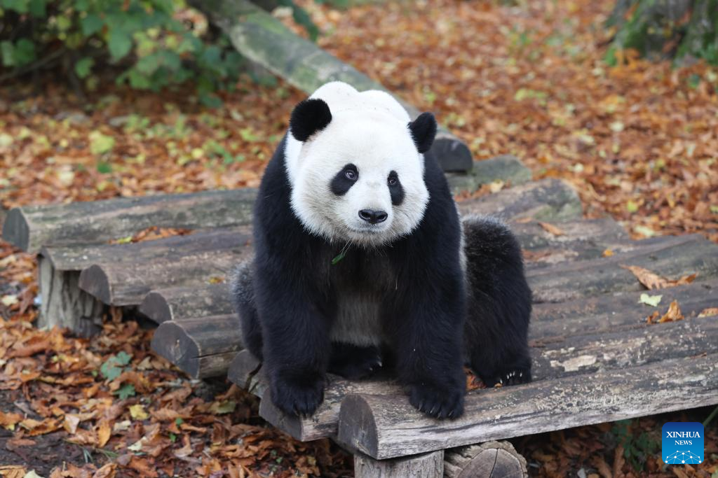 People on Sunday bid farewell to giant panda Tian Bao and twins Bao Di and Bao Mei at the Pairi Daiza zoo as they will return to China on Dec. 10. (Xinhua)