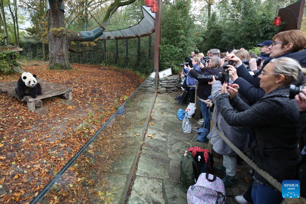 People on Sunday bid farewell to giant panda Tian Bao and twins Bao Di and Bao Mei at the Pairi Daiza zoo as they will return to China on Dec. 10. (Xinhua)