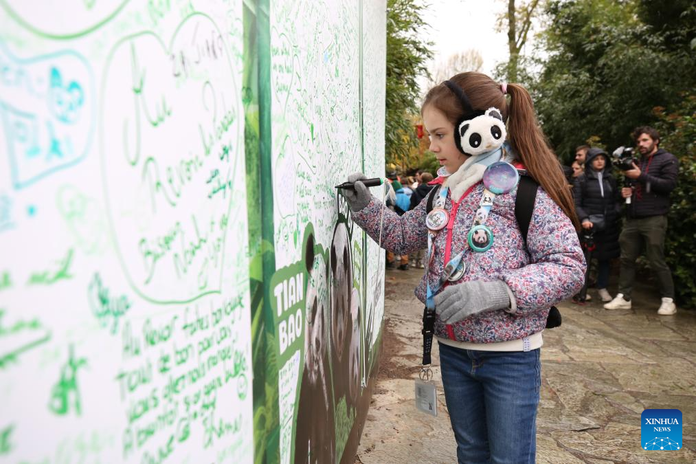 People on Sunday bid farewell to giant panda Tian Bao and twins Bao Di and Bao Mei at the Pairi Daiza zoo as they will return to China on Dec. 10. (Xinhua)