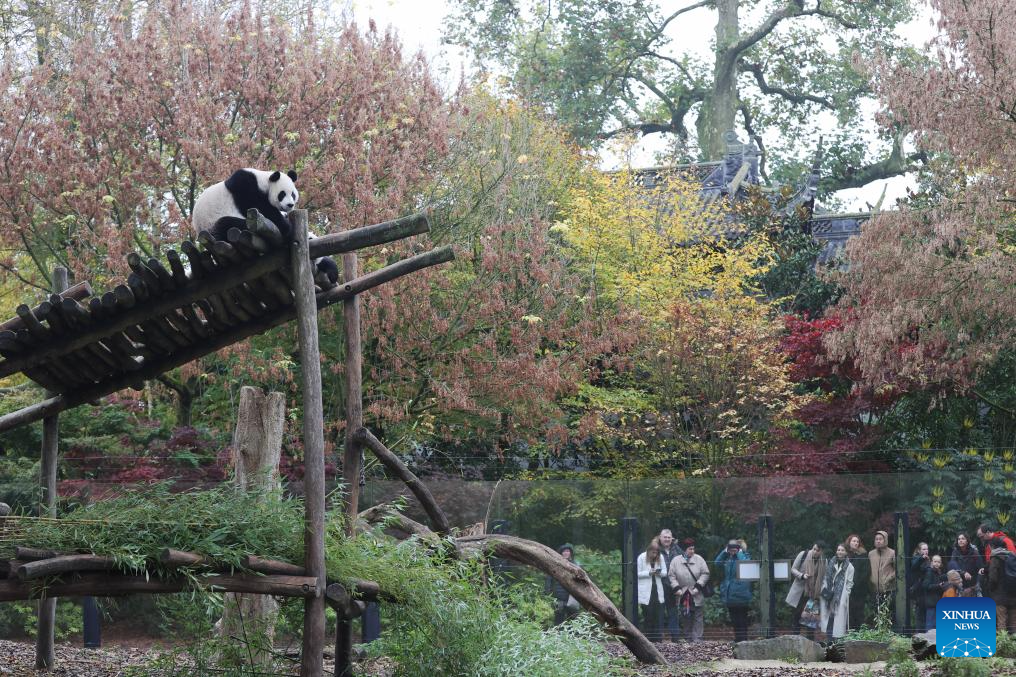 People on Sunday bid farewell to giant panda Tian Bao and twins Bao Di and Bao Mei at the Pairi Daiza zoo as they will return to China on Dec. 10. (Xinhua)