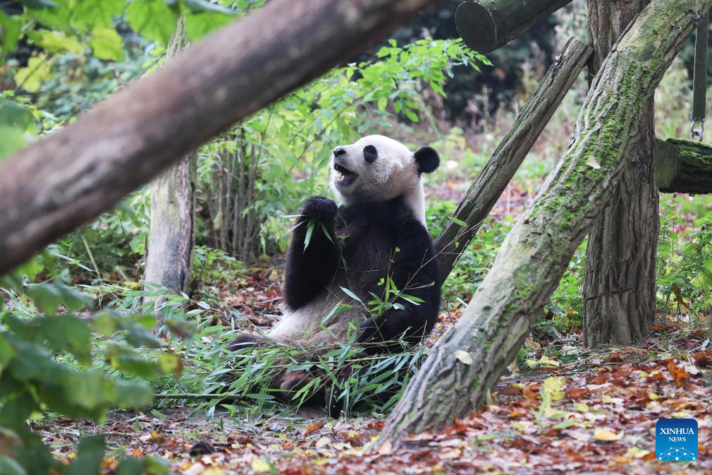 People on Sunday bid farewell to giant panda Tian Bao and twins Bao Di and Bao Mei at the Pairi Daiza zoo as they will return to China on Dec. 10. (Xinhua)