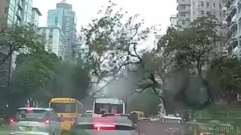 Watch This | Tree collapses at Prince Edward, damaging several vehicles