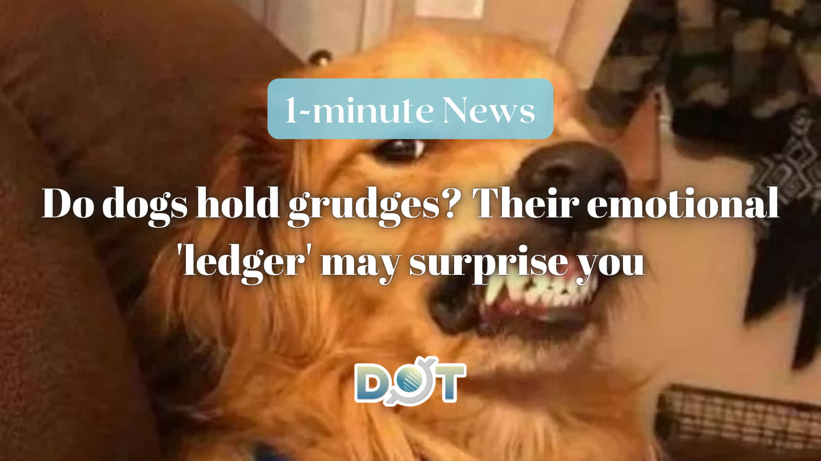 1-minute News | Do dogs hold grudges? Their emotional 'ledger' may surprise you