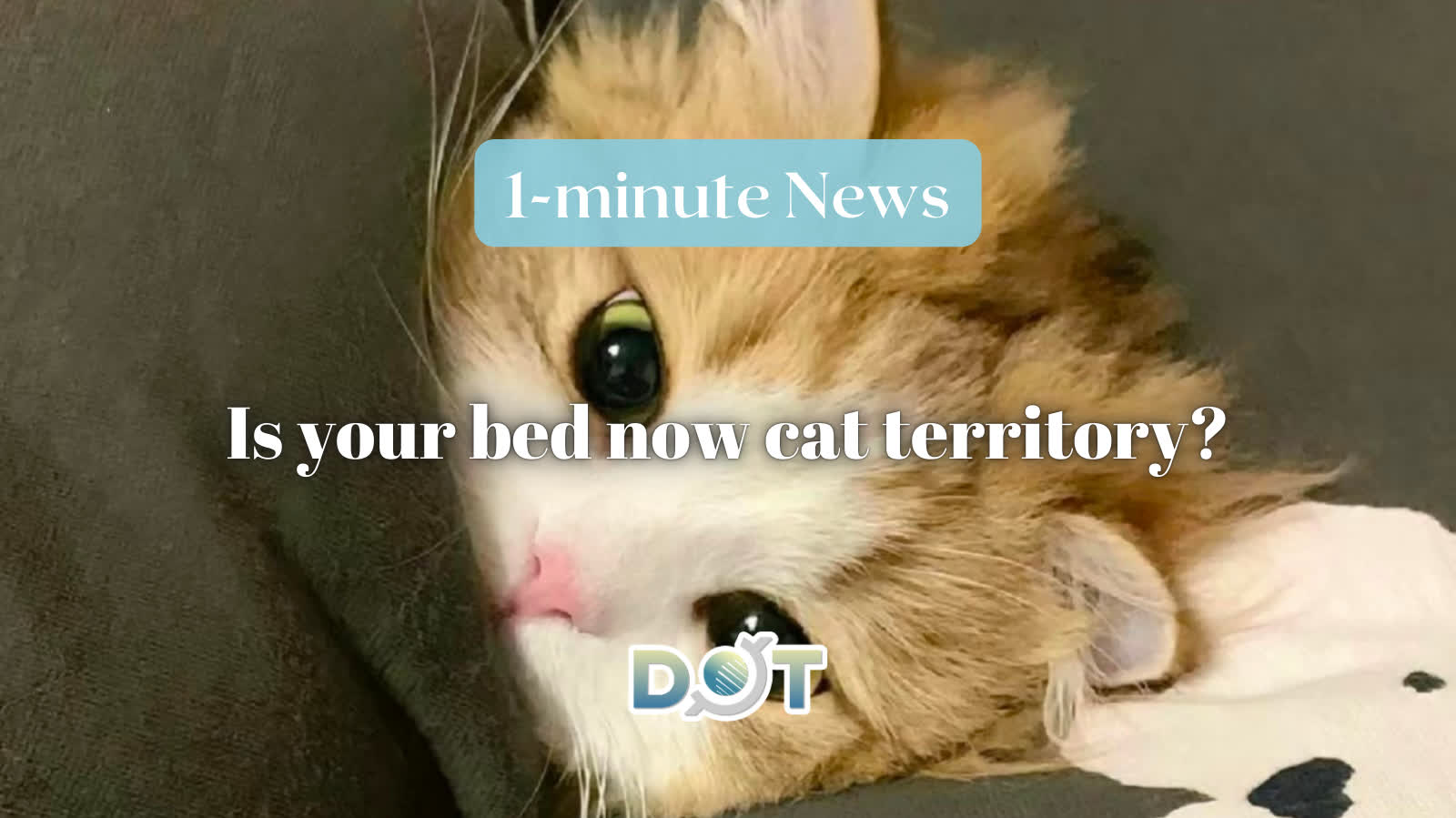 1-minute News | Is your bed now cat territory?