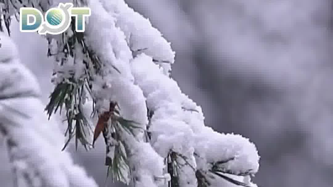 OMG | Major Snow arrives: Explore nature's winter serenade