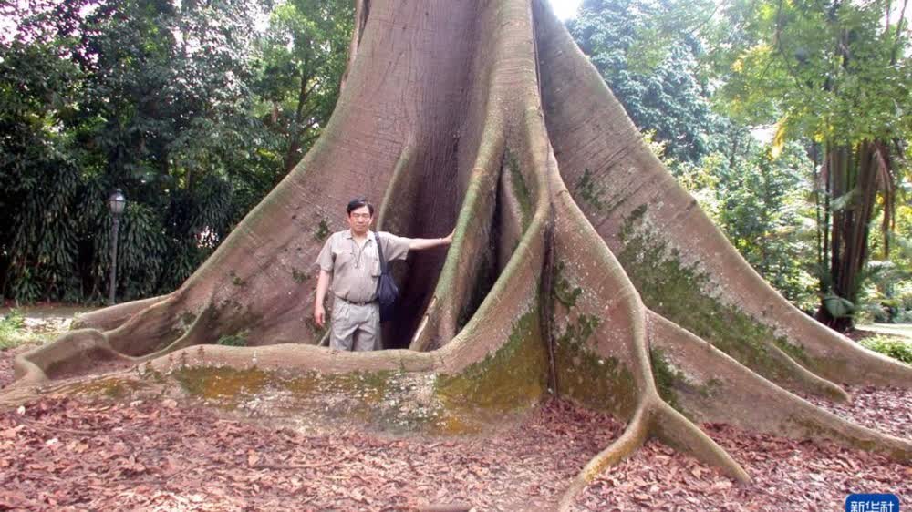 'Dr. Tree' greens Hong Kong's urban concrete jungle