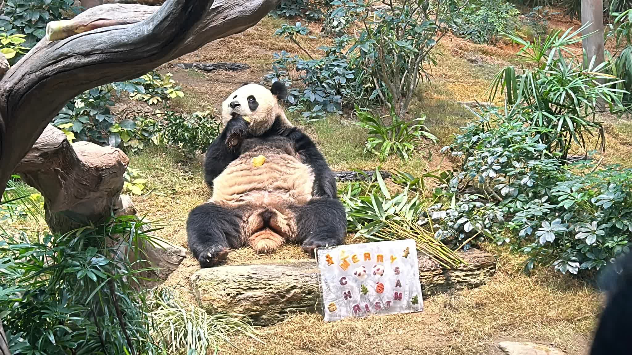 Cute pandas celebrate first Christmas in HK with festive gifts at Ocean Park