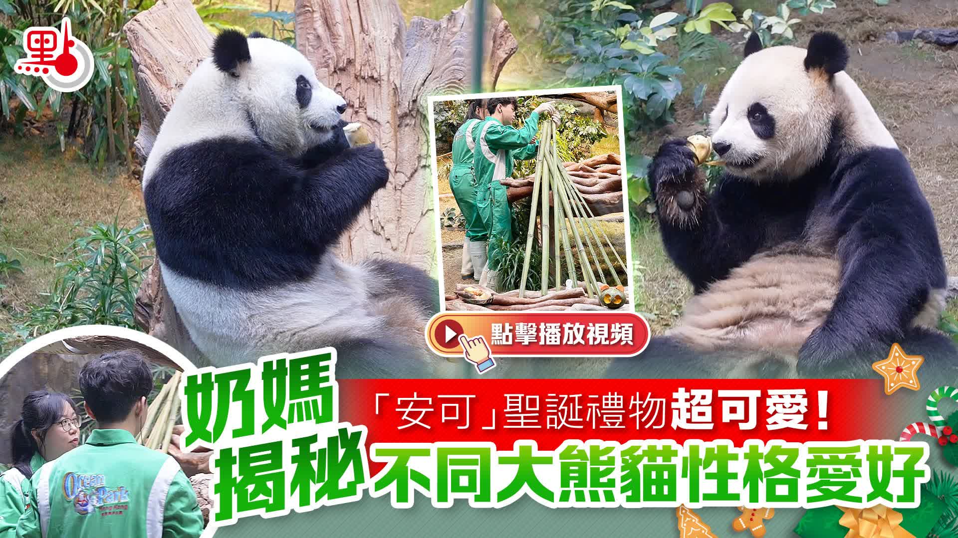 有片）「安可」聖誕禮物超可爱！奶媽揭秘不同大熊貓性格愛好- 精彩視頻