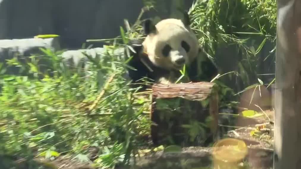 Watch This | 'Panda ambassadors' win hearts worldwide