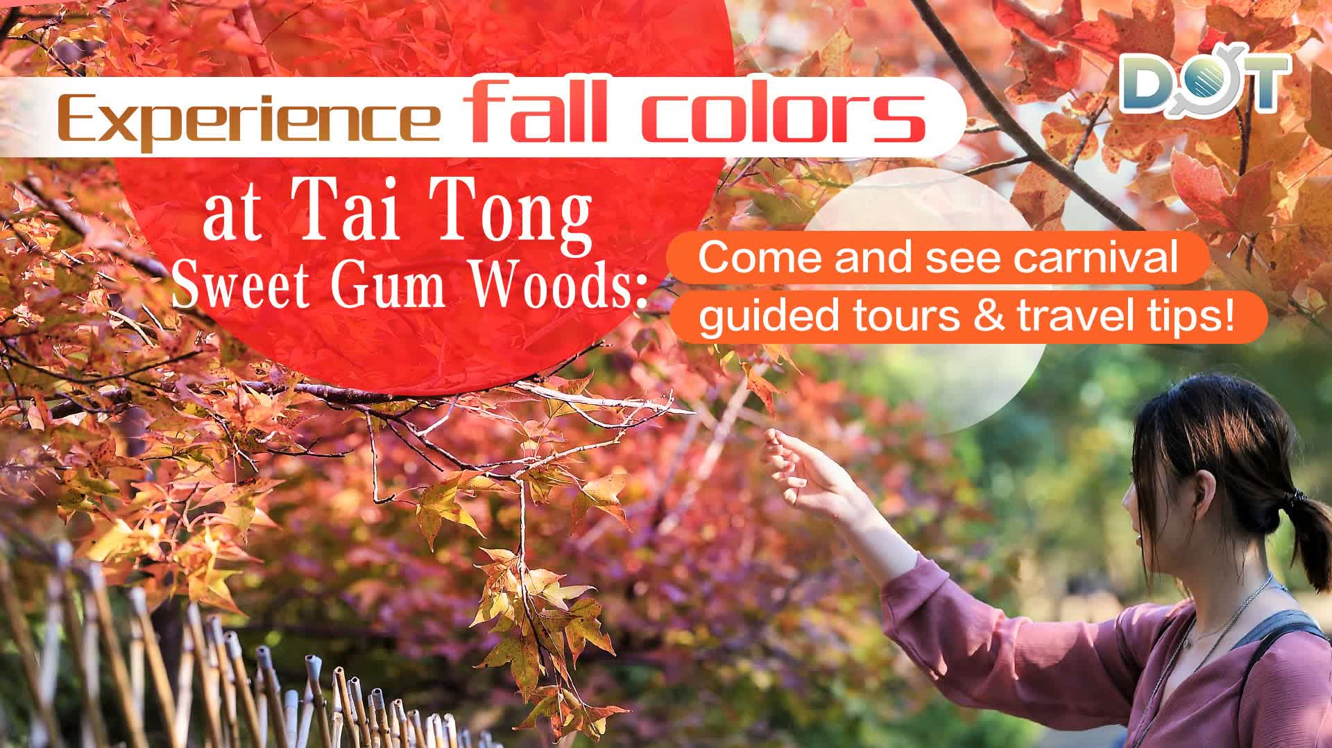 Experience fall colors at Tai Tong Sweet Gum Woods: Come and see carnival, guided tours & travel tips!