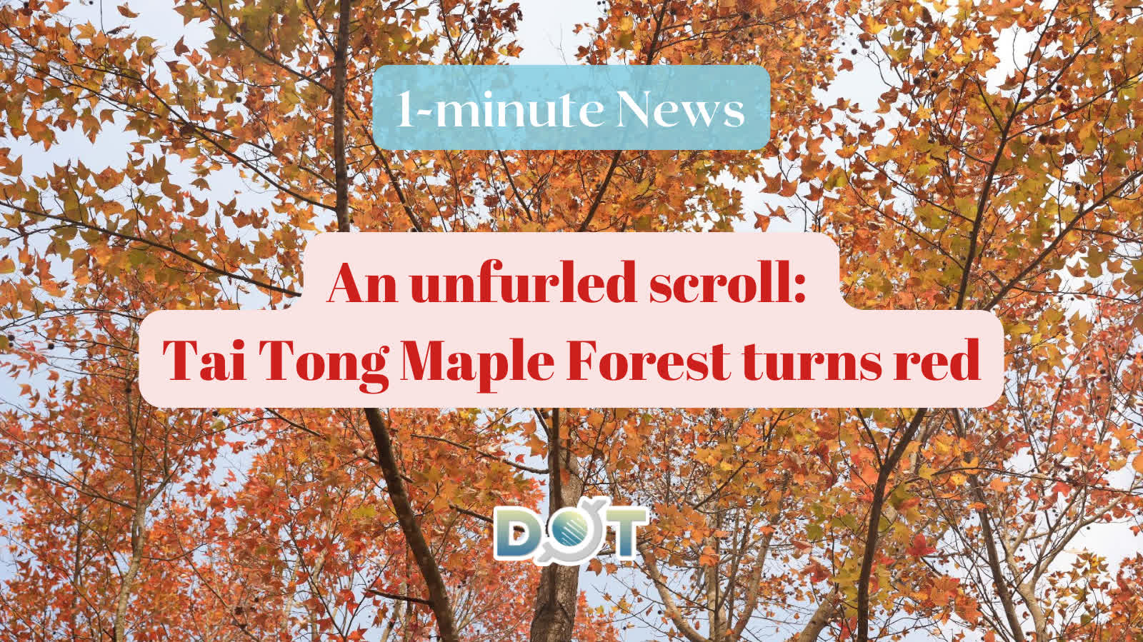 1-minute News | An unfurled scroll: Tai Tong Maple Forest turns red