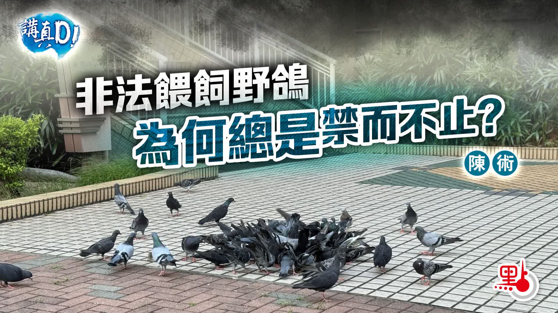講真D｜非法餵飼野鴿為何總是禁而不止？