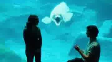 Watch This | Beluga whale joins romantic proposal at Georgia Aquarium