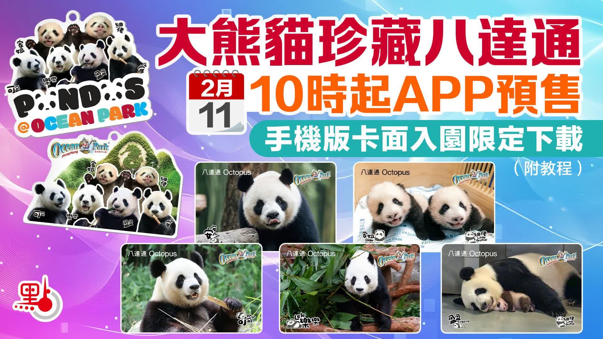 大熊貓珍藏八達通明起APP預售手機版卡面入園限定下載（附教程） - 熊貓