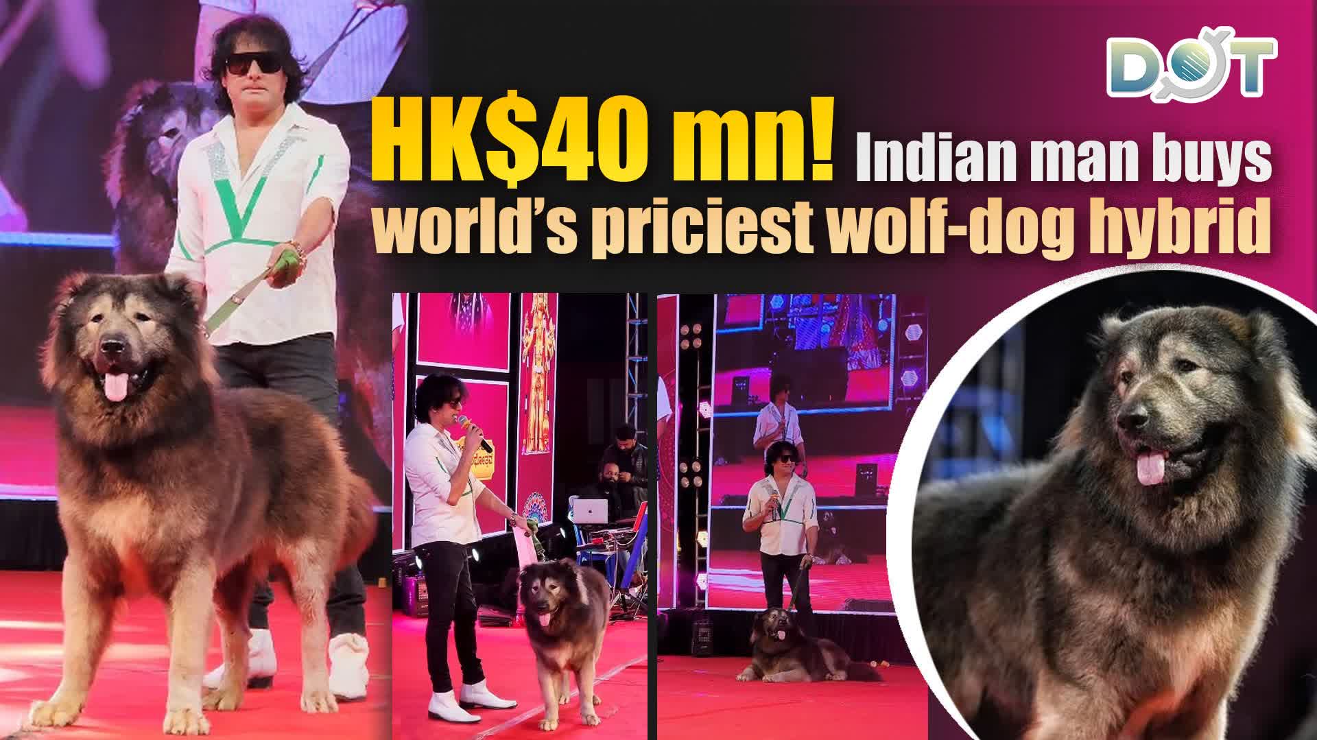 HK$40 mn! Indian man buys world's priciest wolf-dog hybrid