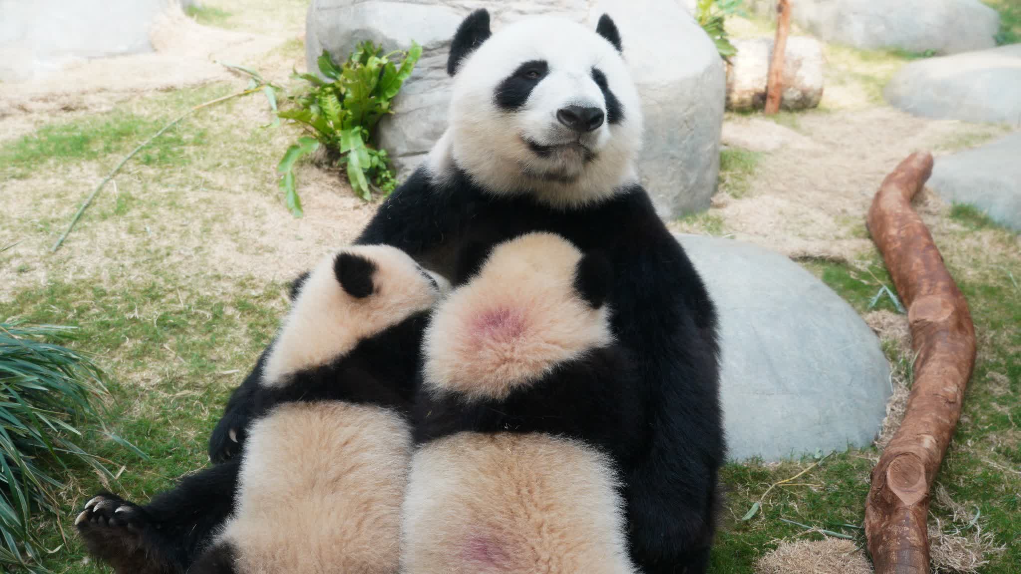 Panda trio makes public debut, over 3,000 tickets claimed before noon