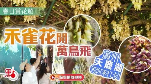 春日賞花遊｜禾雀花開萬鳥飛　廣州天鹿湖等你來打卡！