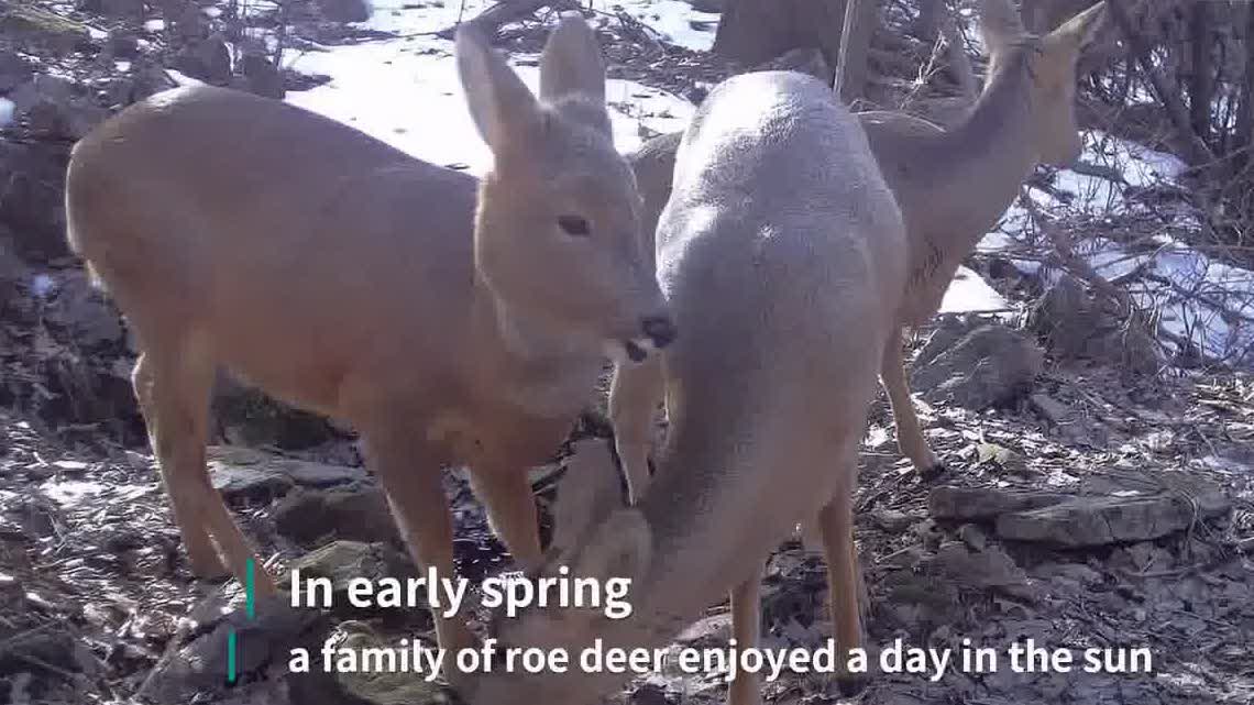 Watch This | Infrared camera in NE China forest captures wildlife throughout four seasons