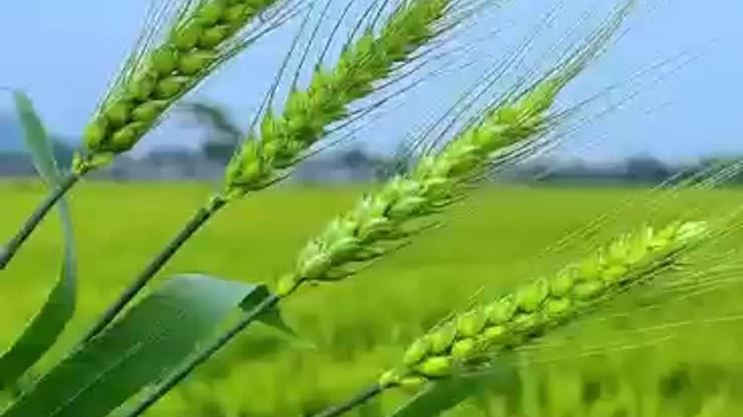 OMG | Beginning of Summer in Chinese solar terms