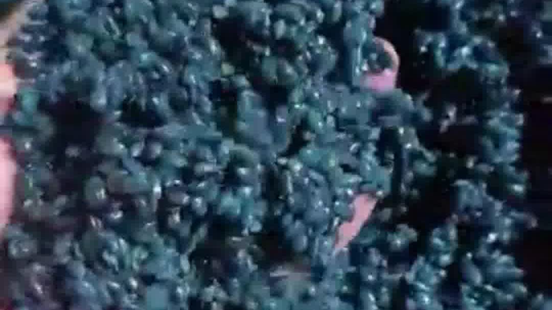 OMG | Traditional delicacy of She People: Black rice infused with Vaccinium bracteatum Thunb juice