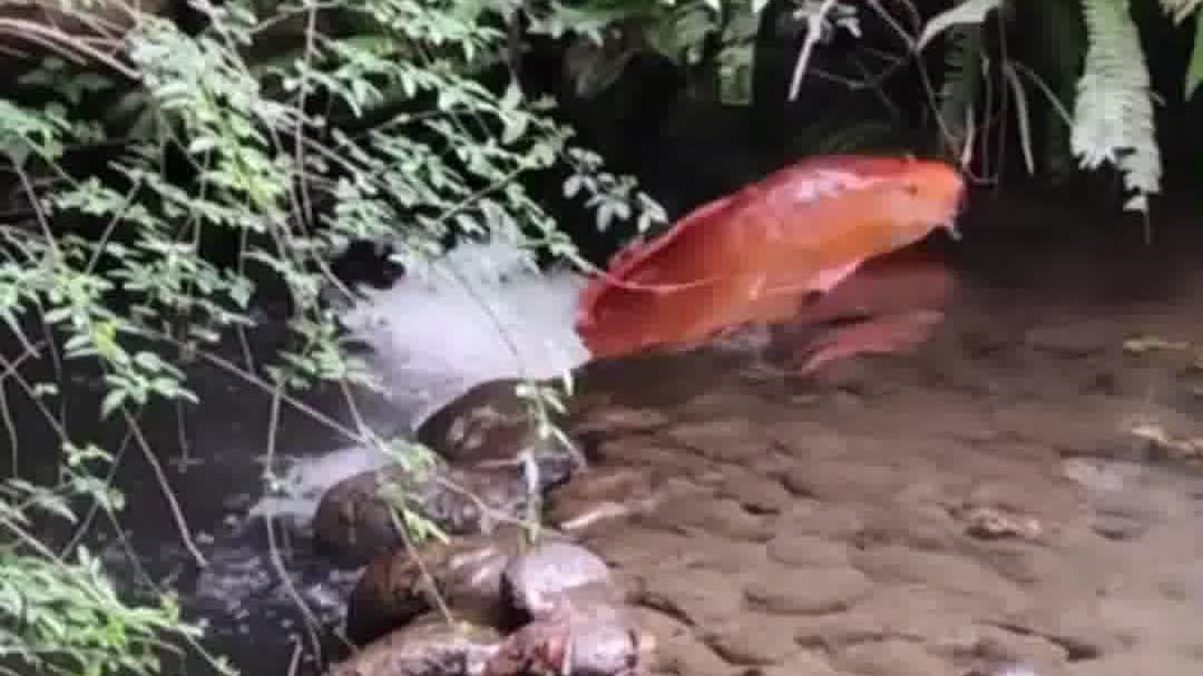 OMG | Real-life 'Carp Leaping the Dragon Gate': Overcoming difficulties through hard work