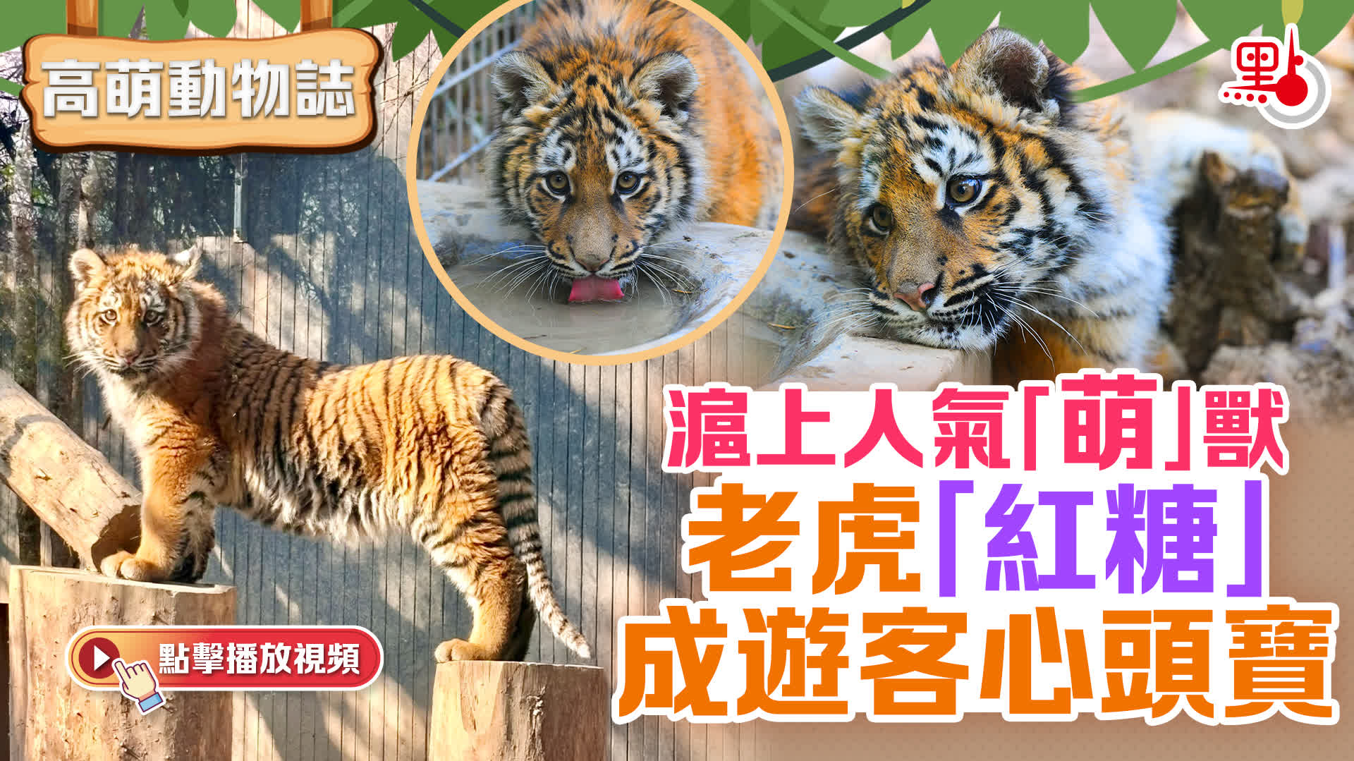 高萌動物誌｜滬上人氣「萌」獸　老虎「紅糖」成遊客心頭寶