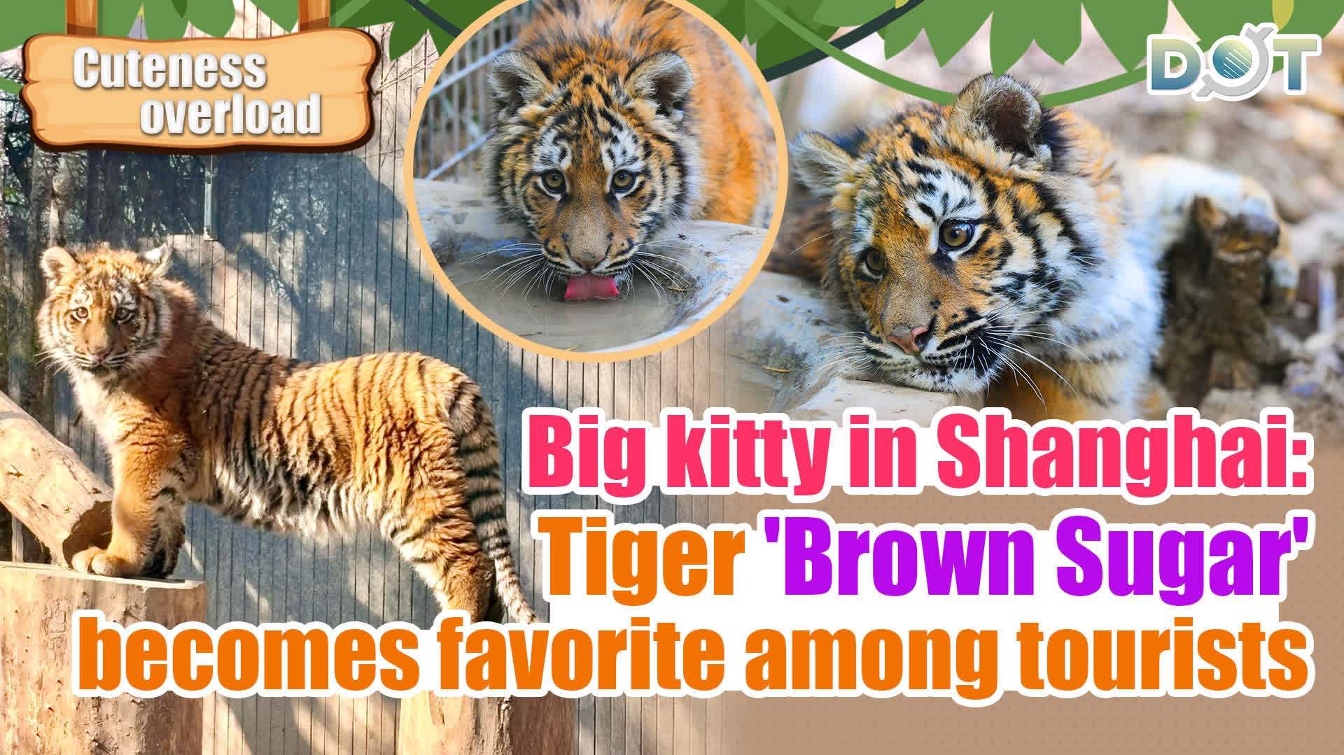 Cuteness Overload | Big kitty in Shanghai: Tiger 'Brown Sugar' becomes favorite among tourists